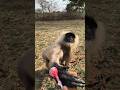 hanuman video 🍓🍓❣️❣️#monkey#shorts#animals#viralvideo#langur
