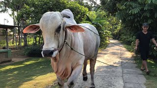 TRITON LOCAL JUMBO BEEF || MBAH GARENG'S FRIEND WHO WAS THE SADEST WHEN HE LEFT :'(