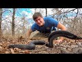 Finding TWO INDIGO SNAKES!!! - Largest Species of Snake in North America!