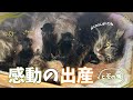 【出産の瞬間】 妊婦保護猫ちゃんがついに出産…！💐胸を打たれる瞬間に涙が出てしまいました。 【保護猫活動】