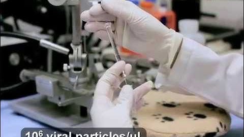 virus injection in mouse brain