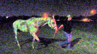 Breezy Loading In Trailer