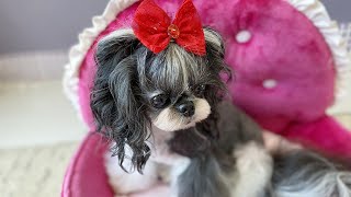 BEAUTIFUL SHIH TZU❤️ASIAN GROOMING STYLE with  Babyliss curl