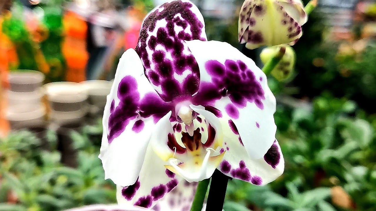 Бабочка 🦋в свежем завозе орхидей магазина Оби г. Омск. - YouTube