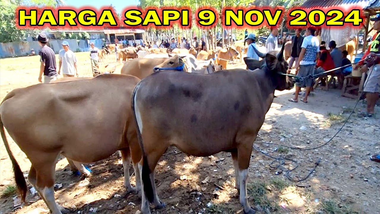 Sapi Price Harga Sapi Hari Ini Di Pasar Monggolito Gorontalo #hargasapihariini # ...