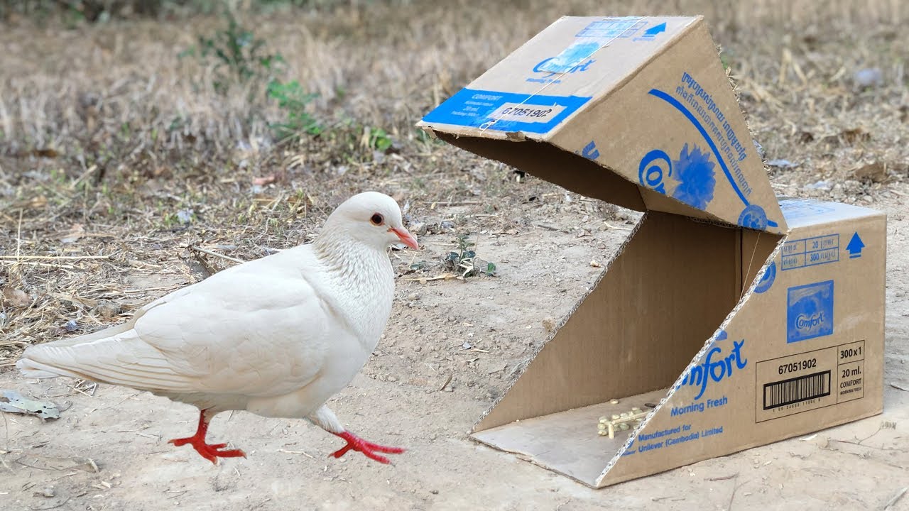 Download Experiment : Making Pigeon Bird Trap using Paper Box
