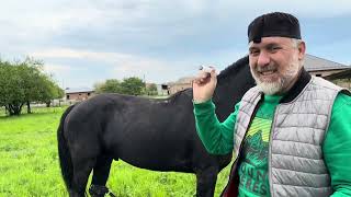 По Кашлям Лошадей !