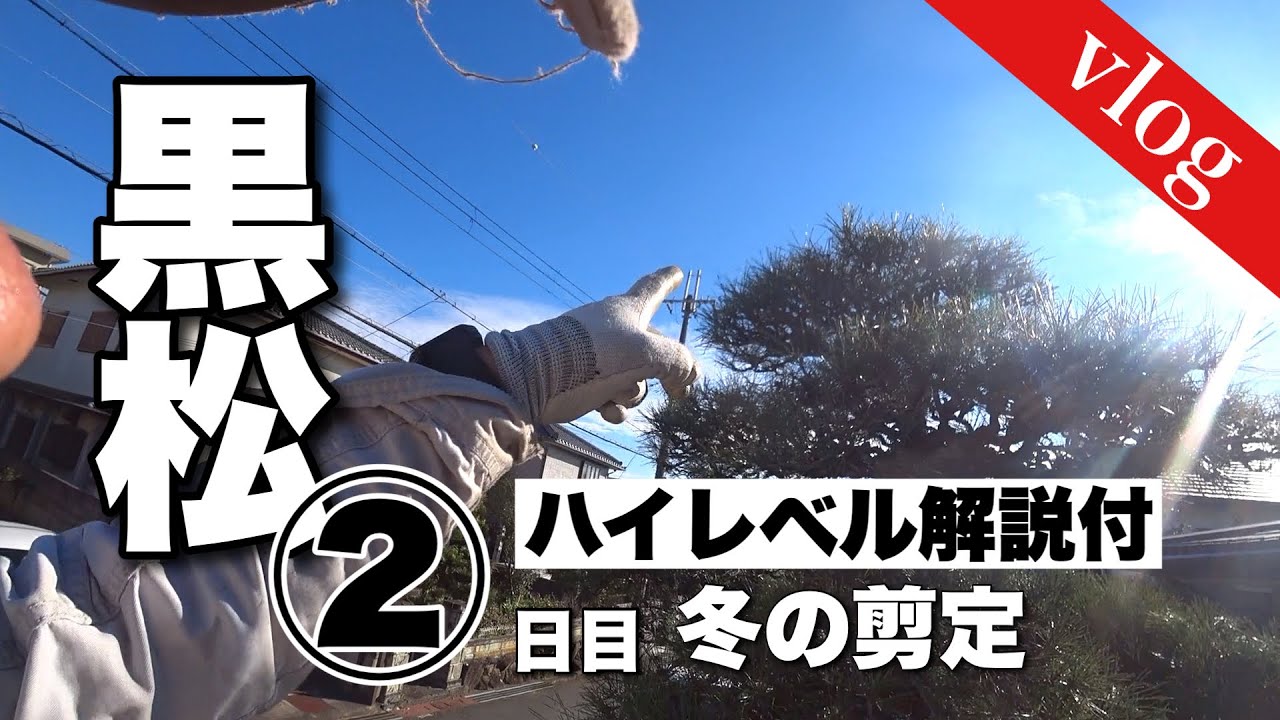 柊 ヒイラギ の刈り込み剪定 高木の刈り込みを両手の刈込み鋏で Youtube