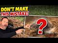 Backyard Gopher Trapping Part 2 ⚠️ What Happens If You DON’T Check Your Traps!