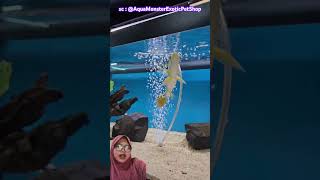 beli ikan cantik ⁉️🌼 sc : @AquaMonsterExoticPetShop