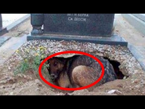Wideo: Czy Psy Odczuwają śmierć Swojego Właściciela?