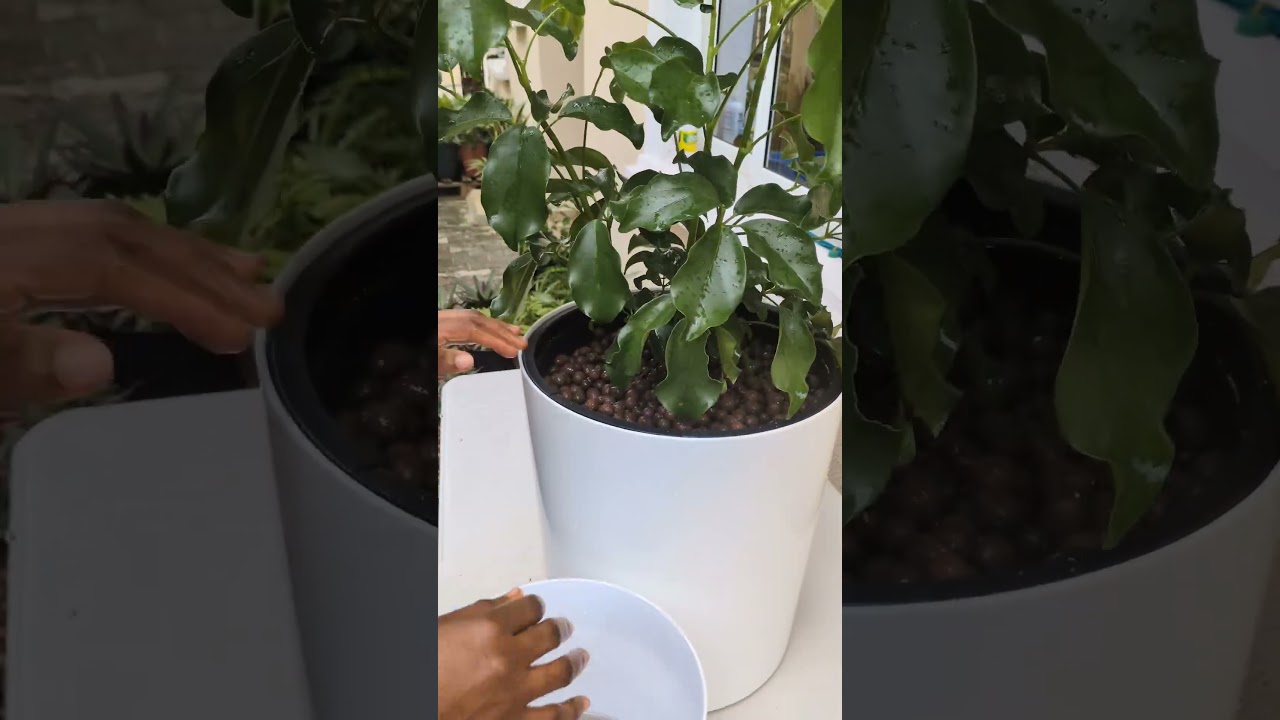 Getting this Dwarf Umbrella Tree ready to go inside