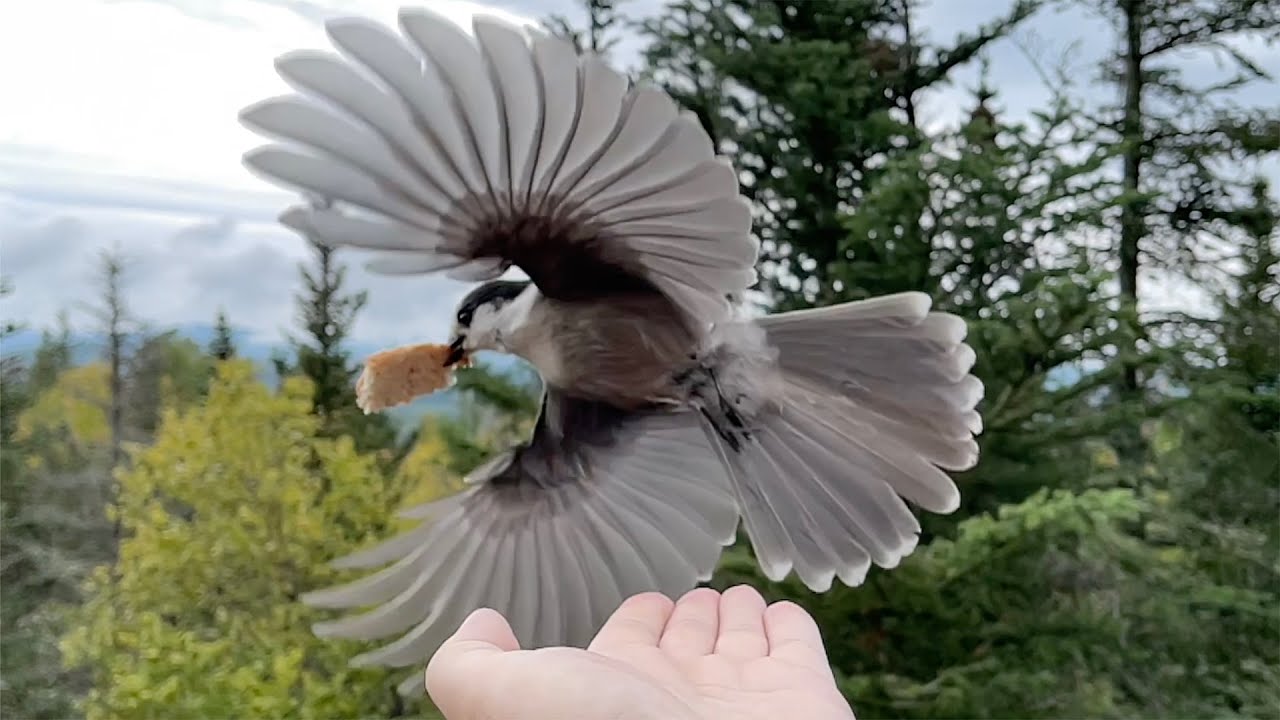 Gray Jays 🐦🐦 Return to Eustis ⛰ Maine 🌲 for Fall 🍁 & Winter ❄️  (🎵 "Rosanna")