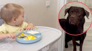 Cutest Reaction! How Dog Begs Breakfast from Baby