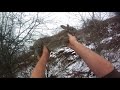 First rabbit hunt of 2018 First rabbit hunt of 2018