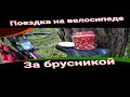 Поездка на велосипеде за брусникой