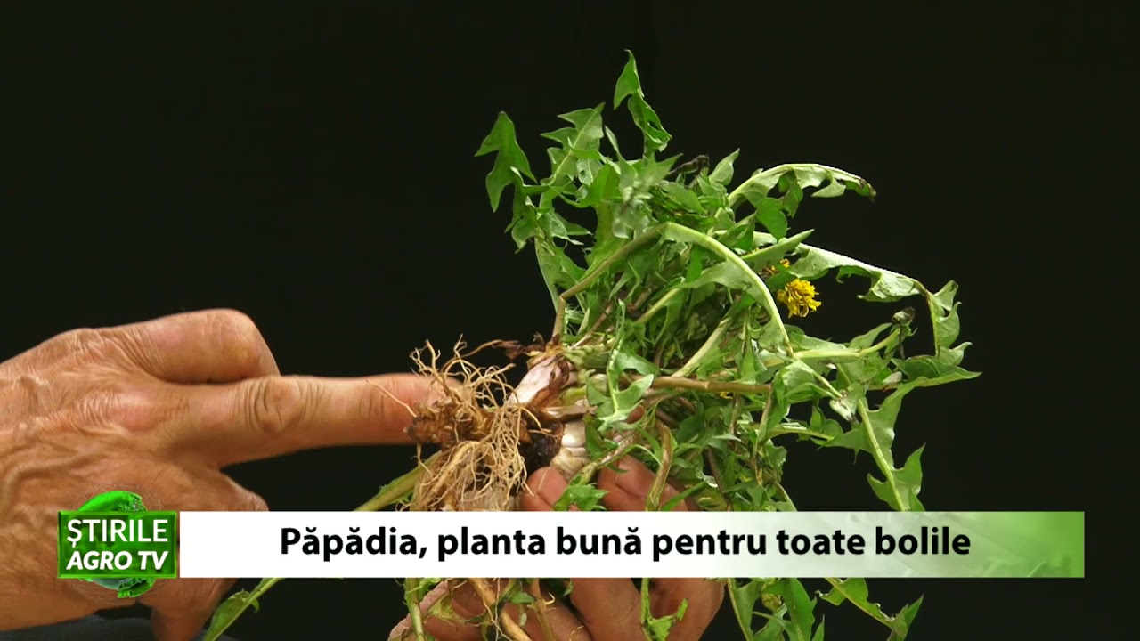 FARMACIA VERDE - Păpădia, planta bună pentru toate bolile! 1 FARMACIA VERDE - Păpădia, planta bună pentru toate bolile! YouTube player