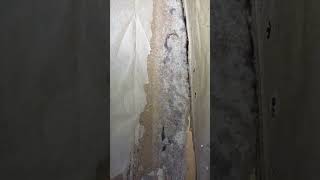 Tiny Glops Of Saliva And Dirt