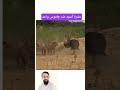 عشرة أسود ضد جاموس واحد فقط حيوانات برية الحياة البرية الحيوانات المفترسة الحيوانات غرائب