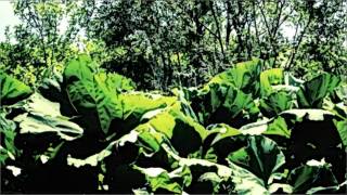 Wound that defends you