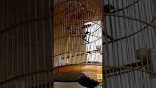 Download Lagu Pancingan muray batu si emen MP3