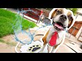 My Dog Reacts To Water Fountain! (Funny Worst Dog Toy)