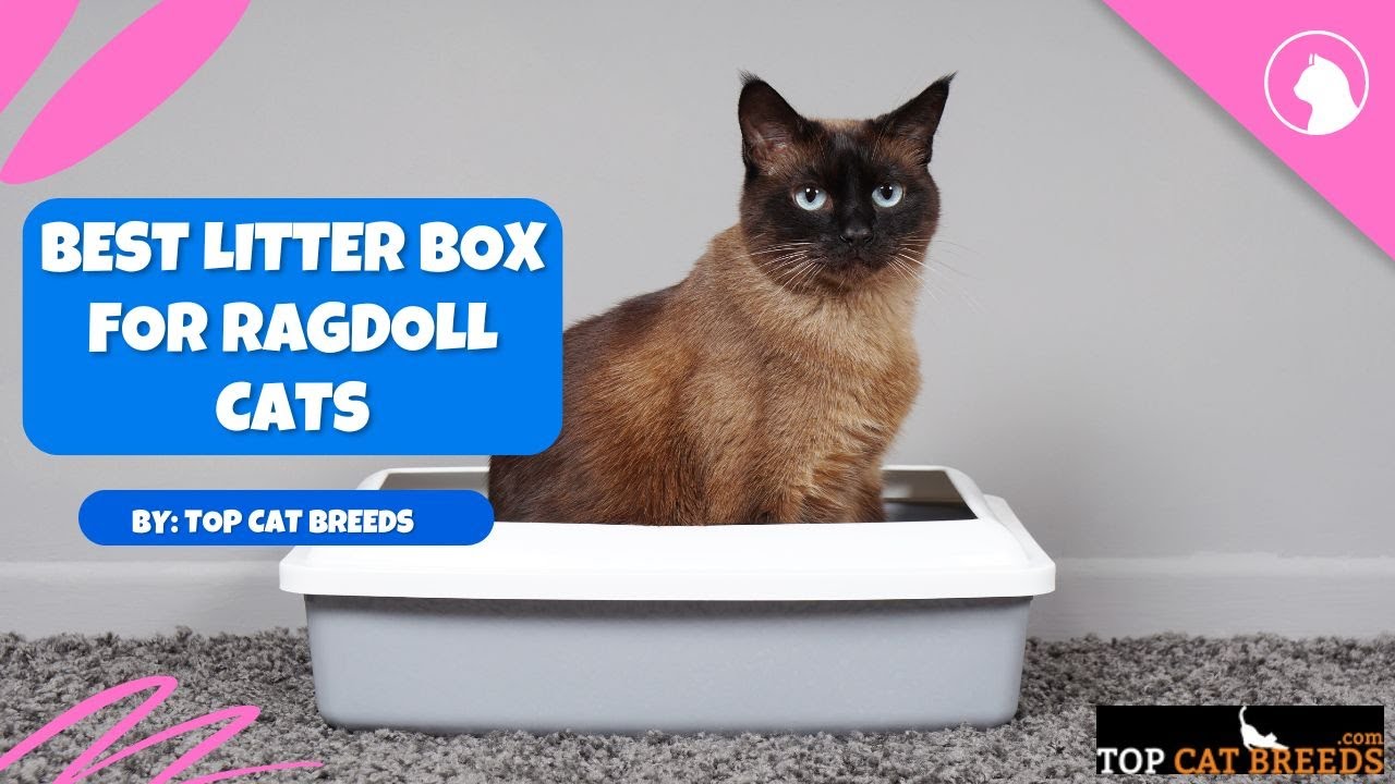 Best Litter Box for Ragdoll Cats Top Cat Breeds YouTube