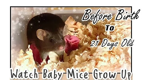 Watch Baby Mice Growing Up | 1Day Before Birth - 21 Days Old