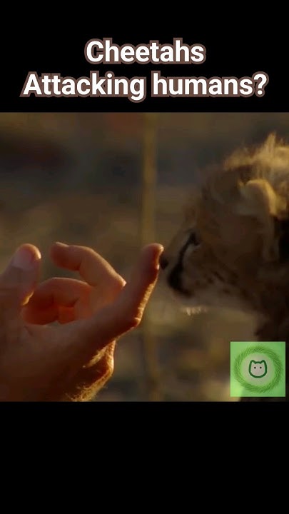 Will cheetahs attack humans? - YouTube