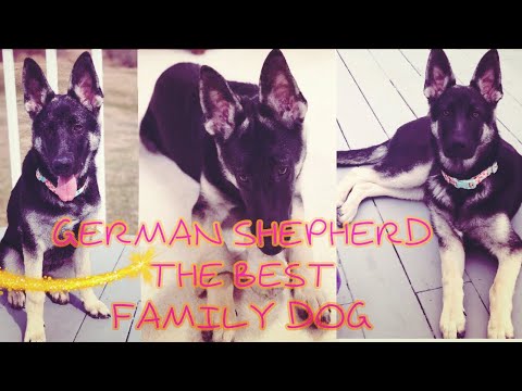 German Shepherd’S Are Loyal Dogs