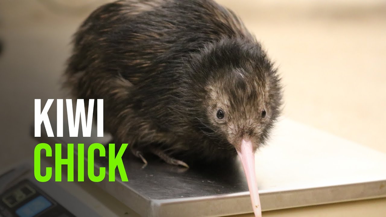 Kiwi Zooborns