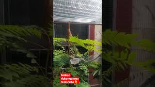 Download Lagu #shorts burung cikrak bambu SEHAT di Aviary minimalis MP3