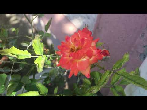 Video: Bayan çiçekler Marguerite ziyaret ettiğinde ne yapar?