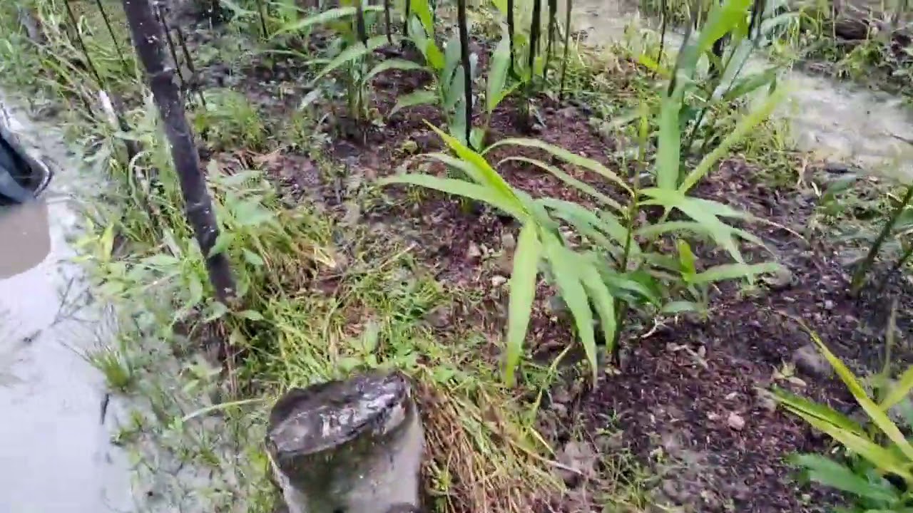 Menanam jahe di lahan sawah,  di desa serangam kab. Sambas