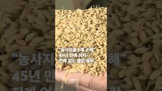 “농사지을수록 손해” 45년 만에 최저… 전례 없는 쌀값 폭락 #shorts