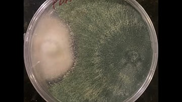 Timelapse Cultivos Duales (Trichoderma spp. y Fusarium spp.)