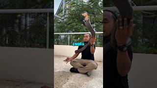 The Only Man Who Can Handle Cobra