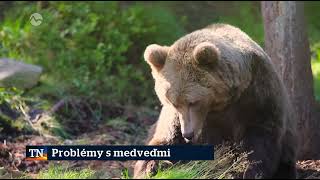Markiza Televízne noviny Problémy s medveďmi
