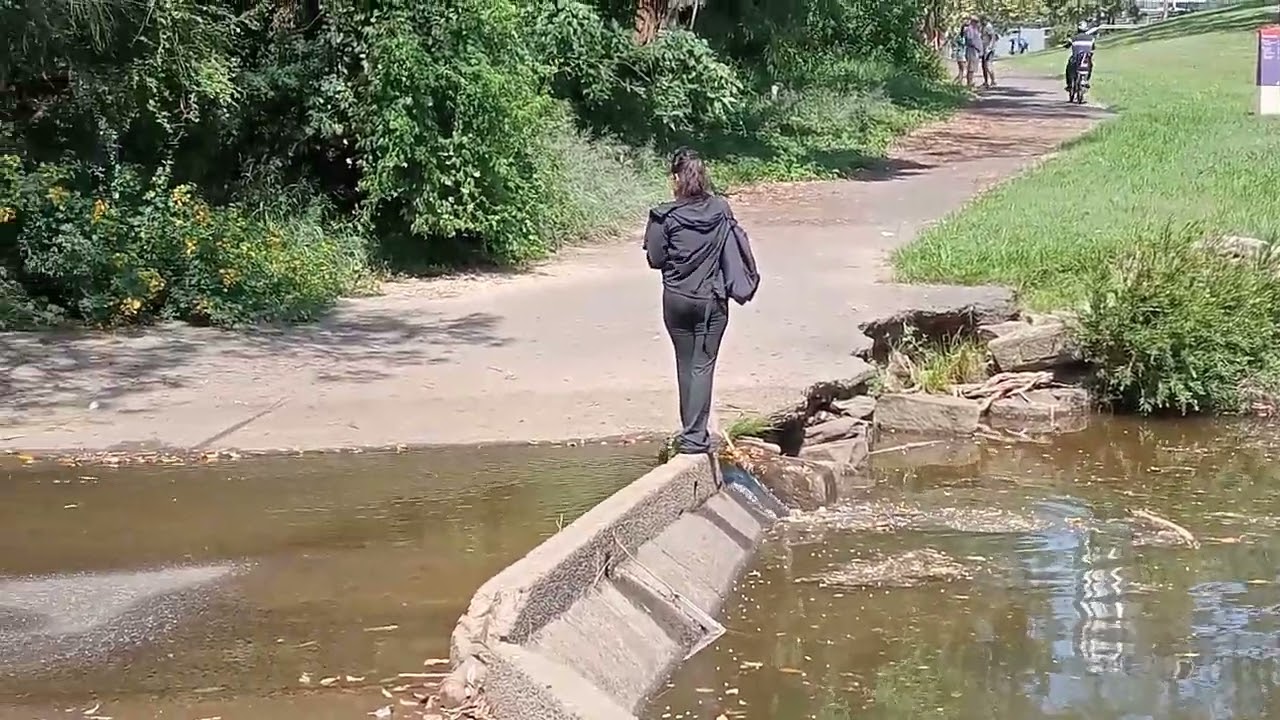  Ever seen that many bats hanging in trees ?🌳🦇