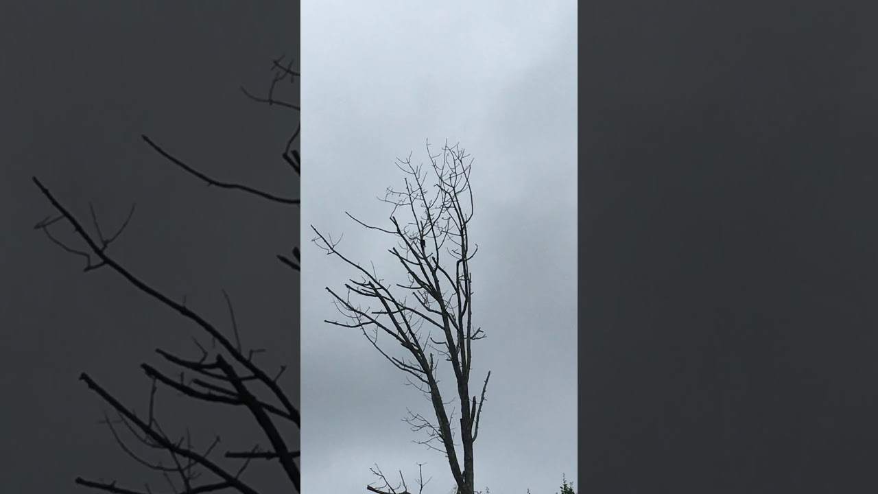 Pileated Woodpecker 