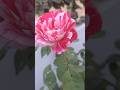 Every flowers blooms  in its own time#🌹🌸⚘️ #song
