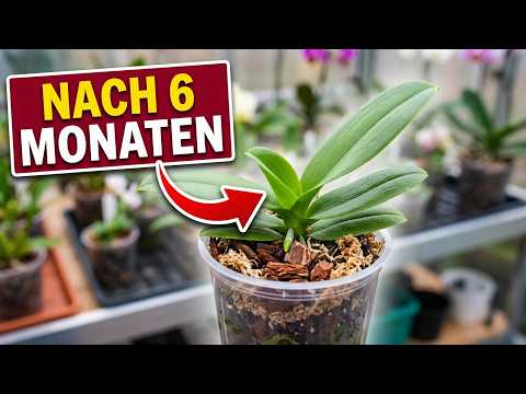 Phalaenopsis in vitro: So wachsen Orchideen-Babys in 6 Monaten
