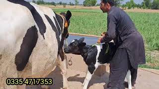 friesian cow farming business in pakistan | cow sold out