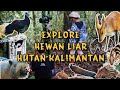 HEWAN LIAR HUTAN KALIMANTAN ( PART 1 )