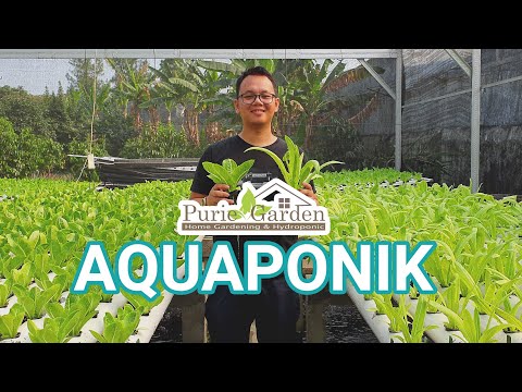 Video: Sayuran Akuaponik: Pelajari Tentang Sayuran Yang Tumbuh Dengan Ikan