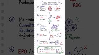 🩸 EPO The RBC Survival Switch