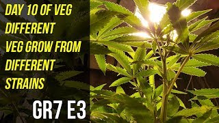 Day 10 of Veg Different Veg Growth From Different Strains - GR7 E3