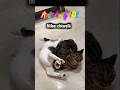 Milouchiavelli Anti Bully 101 #milou #cat #foryou #shorts