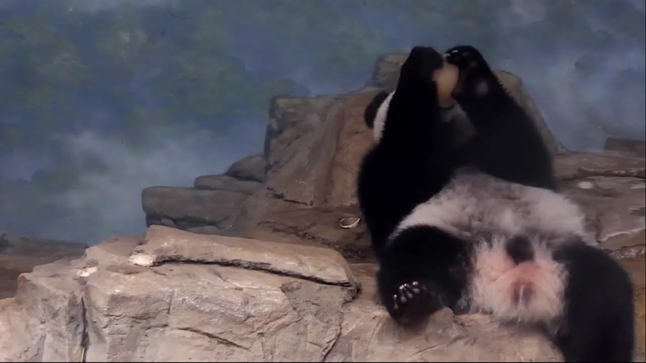 Throwback Cute Baby Panda Enjoying Fruitsicle 大熊猫宝宝 250830