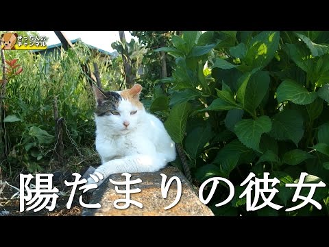 【野良猫】陽だまりの彼女【地域猫】